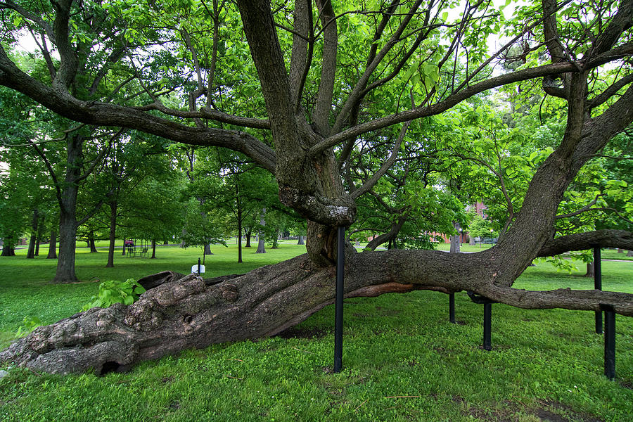 Catalpa Tree at Lindenwood University Photograph by Steve Stuller