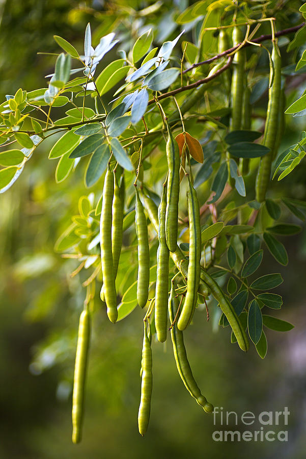 Catalpa Tree Seed Pods Photograph by Joy Watson - Pixels Merch