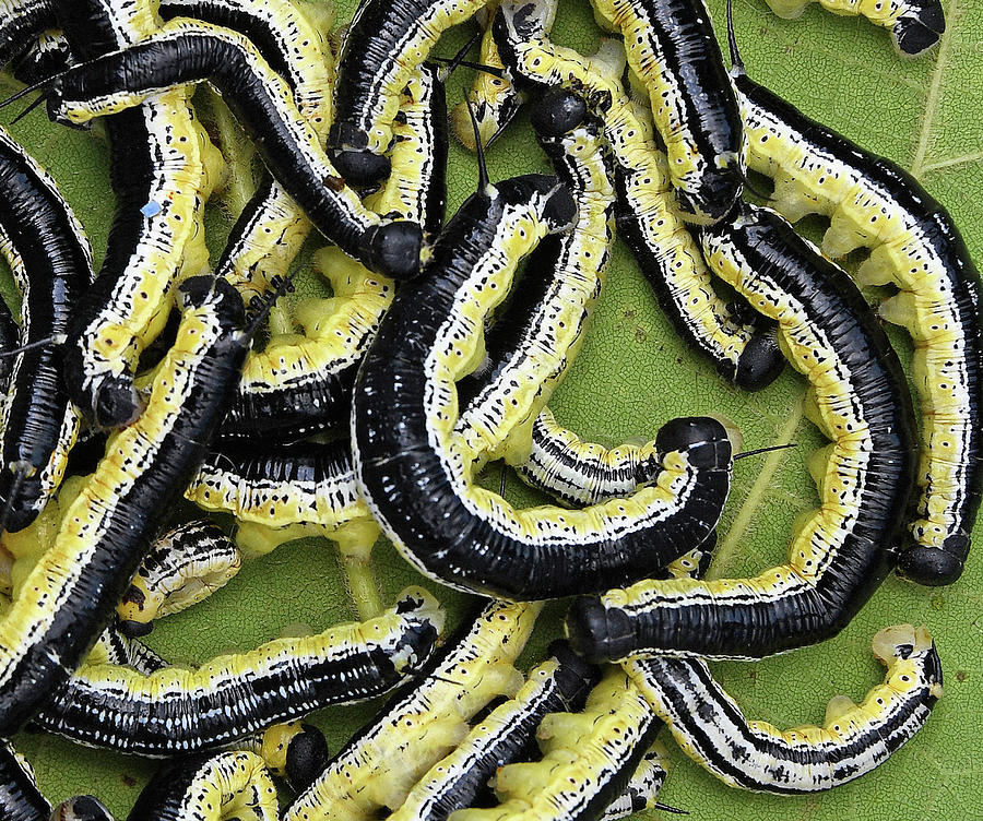 Catalpa Worms Close Up Photograph by Karen McGillis Fine Art America