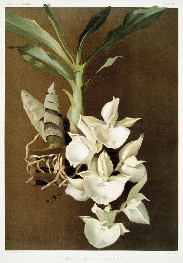 Nature Painting - Catasetum bungerothii from Reichenbachia Orchids 1888-1894 illustrated by Frederick Sander 1847-1920 by Les Classics