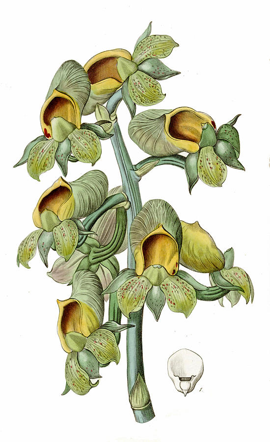 Catasetum cernuum Drawing by Sarah Anne Drake