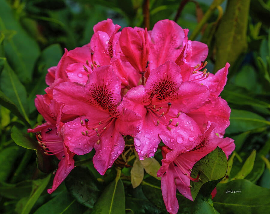Catawba Rhododendron Photograph by Dale R Carlson