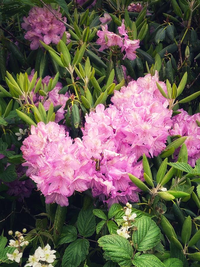Catawba Rhododendron of Roan Photograph by Katie Gray