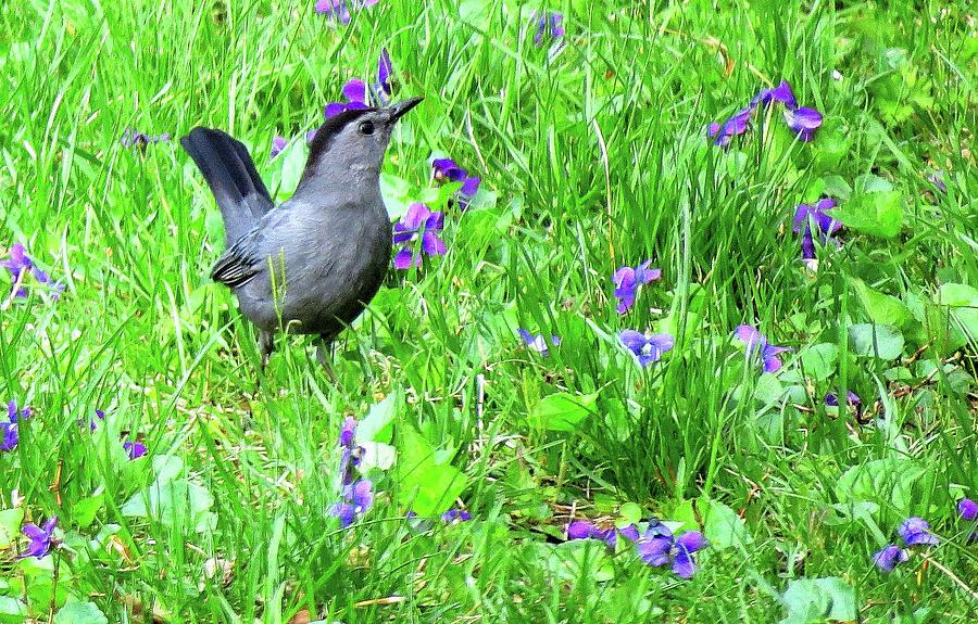 Catbird and Wild Violets Photograph by Linda Stern