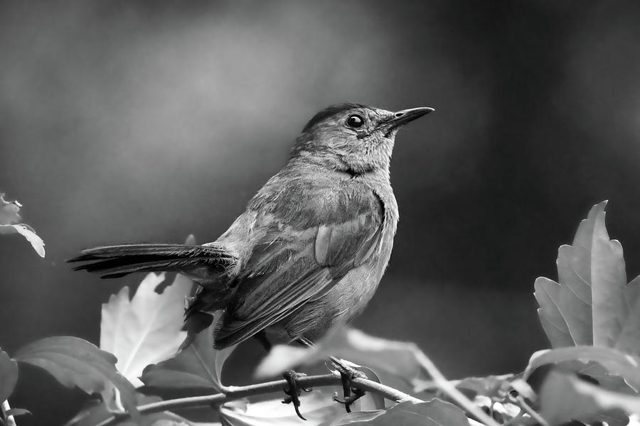 Catbird Photograph by Bob Orsillo