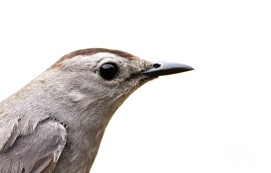 Catbird Close-up Photograph by Chris Scroggins