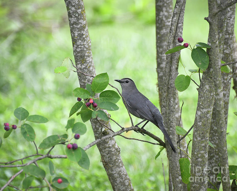 Catbird in the Serviceberry  Photograph by Kerri Farley