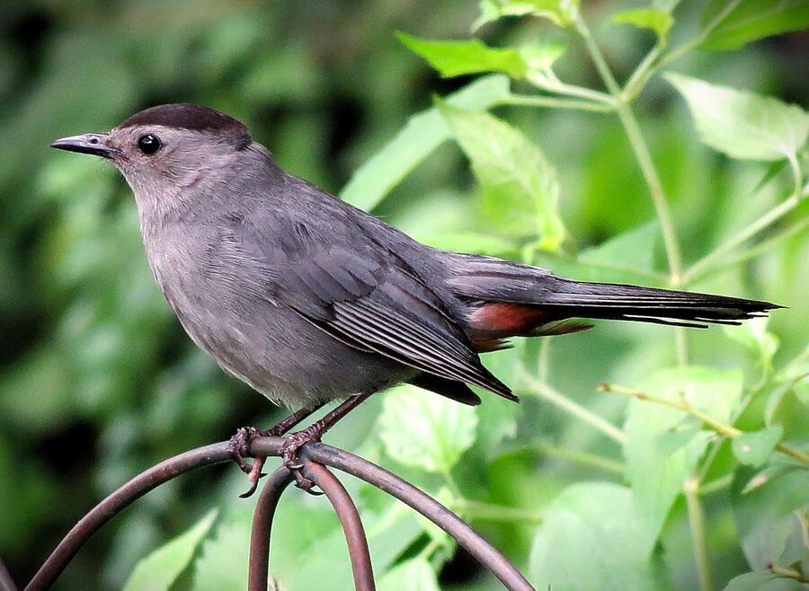 Catbird Perched on Fence on Summer Day Photograph by Linda Stern Catbird Perched on Fence on Summer Day Photograph by Linda Stern