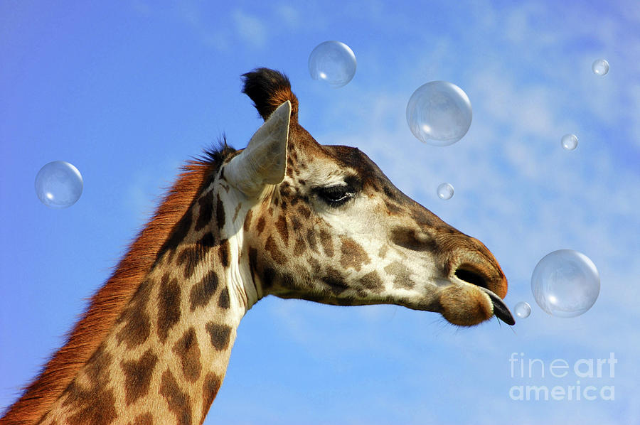 Catch a Bubble Photograph by Elaine Manley