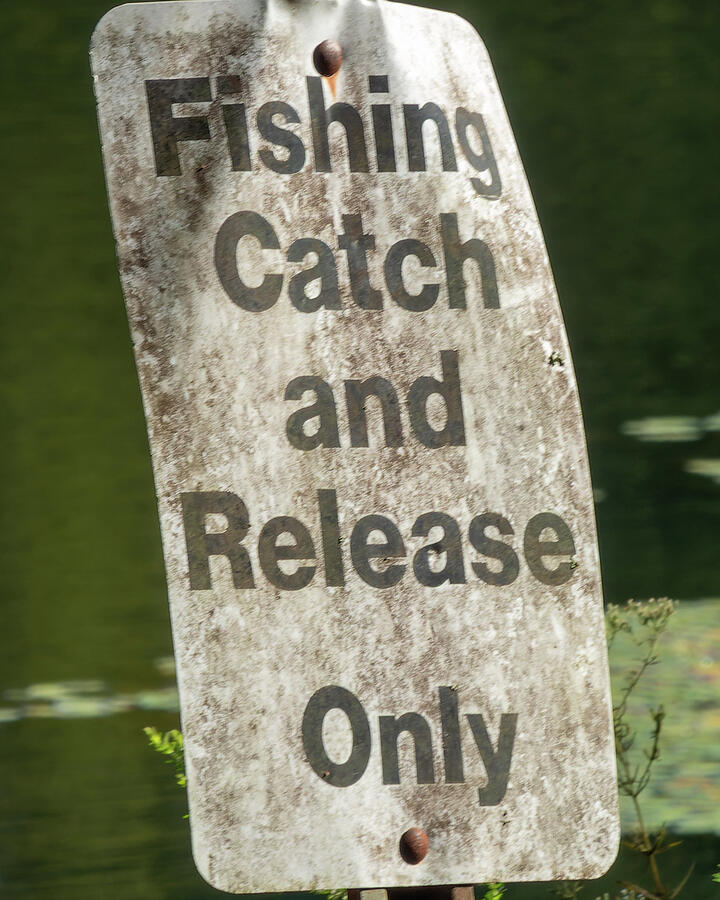 Catch and Released Photograph by Scott Hopwood Fine Art America