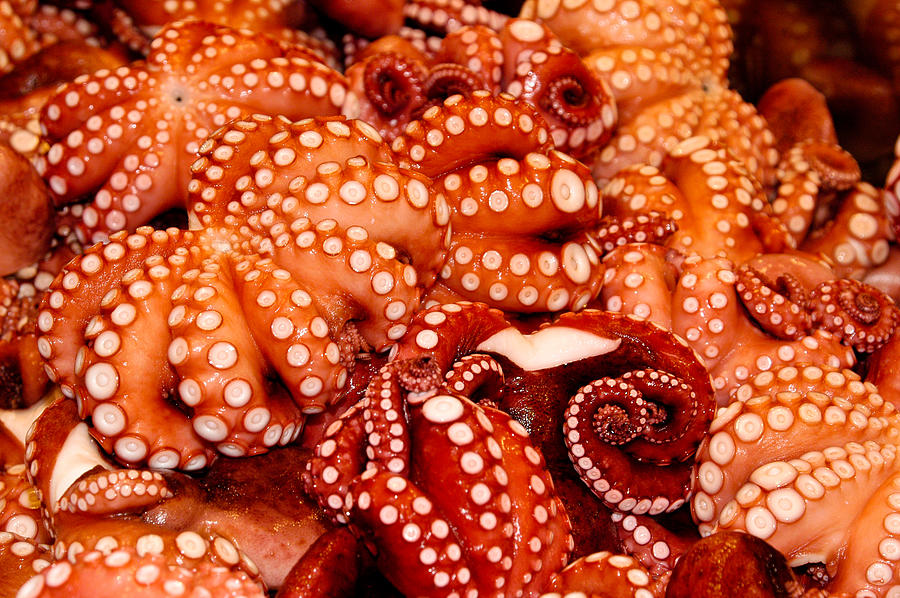Catch of octopus Photograph by Todd Fong Photography