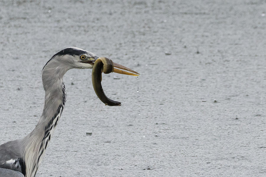 Catch of the Day Grey Heron with Eel Photograph by Wendy Cooper