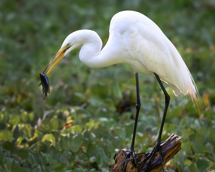 Catch of the Day Photograph by Randall Roberts - Fine Art America