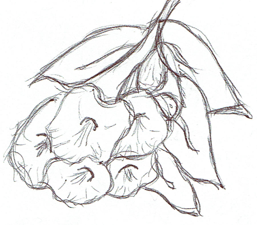 Catch The Bouquet Original Sketch Drawing