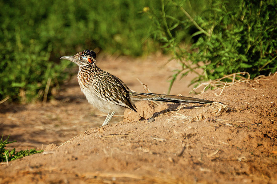 Cuckoo Photograph - Catchin the Morning Sun by Jack and Darnell Est Cuckoo Photograph - Catchin the Morning Sun by Jack and Darnell Est