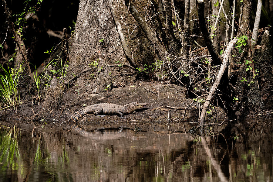 Catching some Rays Alligator Photograph by Colin Hocking