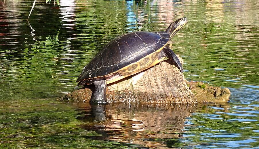 Catching some rays Photograph by Love Nature Photography Llc - Fine Art ...