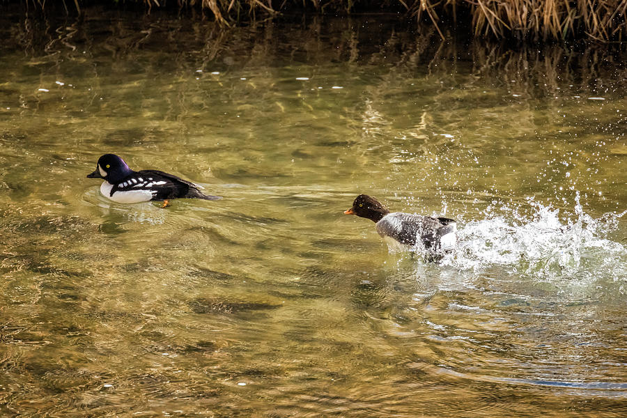 Catching up to the Mister - Male and Female Barrows Goldeneye Photograph by Belinda Greb
