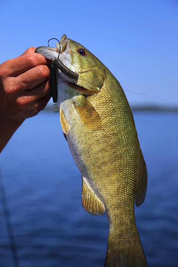 Catching vs Fishing Photograph by M Mumford - Fine Art America