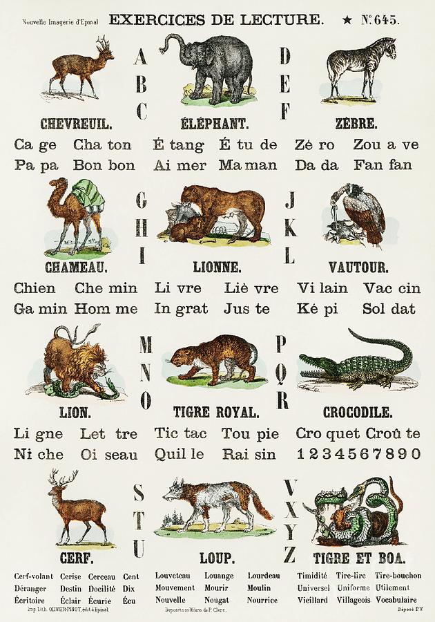 Catchpenny Print- Alphabet - Animals 1870 by Oliver Goldsmith 1728-1774, a  print of alphabets Painting by Shop Ability - Fine Art America