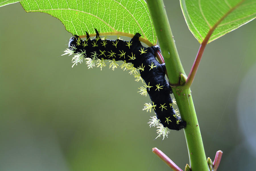 Caterpillar #1 Photograph by John David Curlis - Pixels