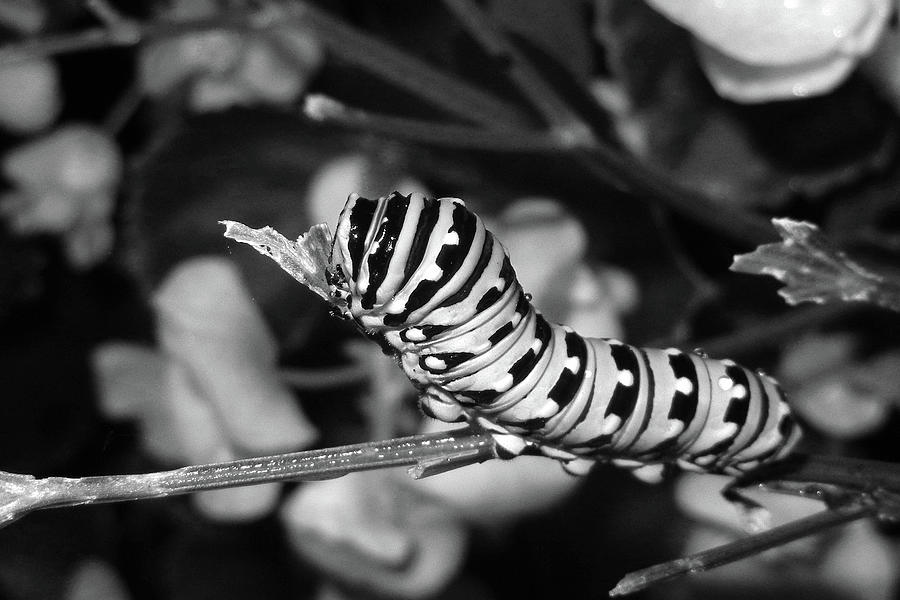 Caterpillar Camouflage In Black And White Photograph