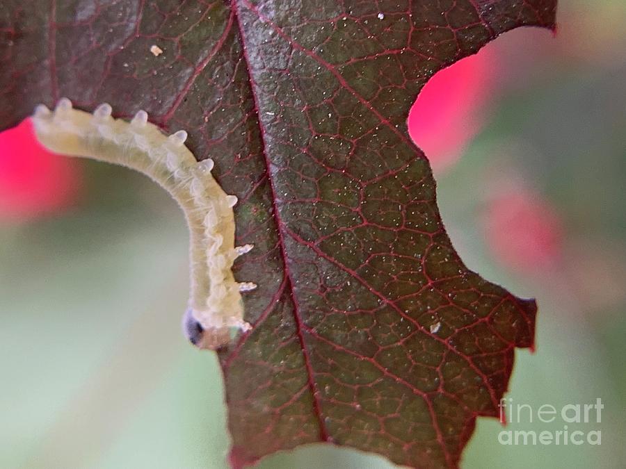 Caterpillar Photograph by Catherine Wilson