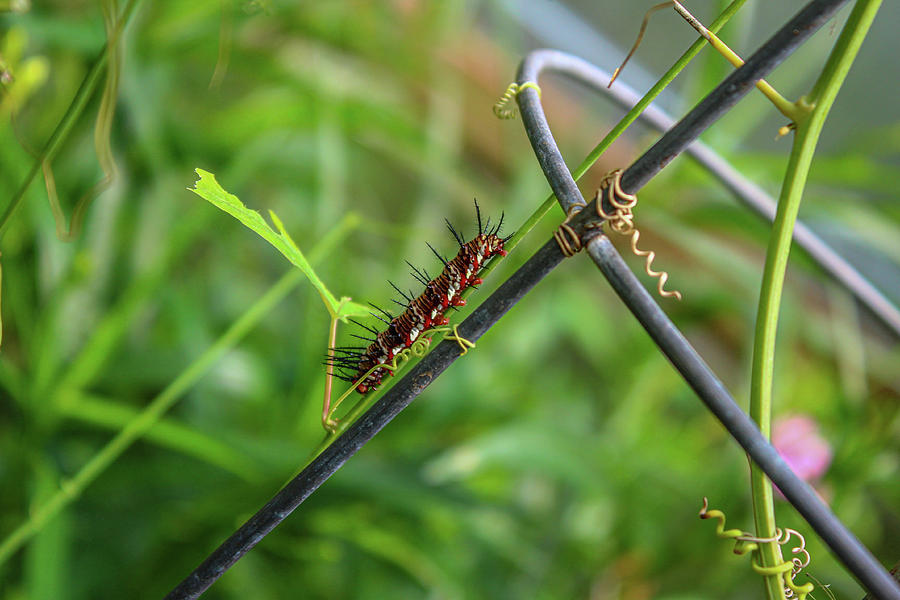 Caterpillar Photograph by Cindy Robinson