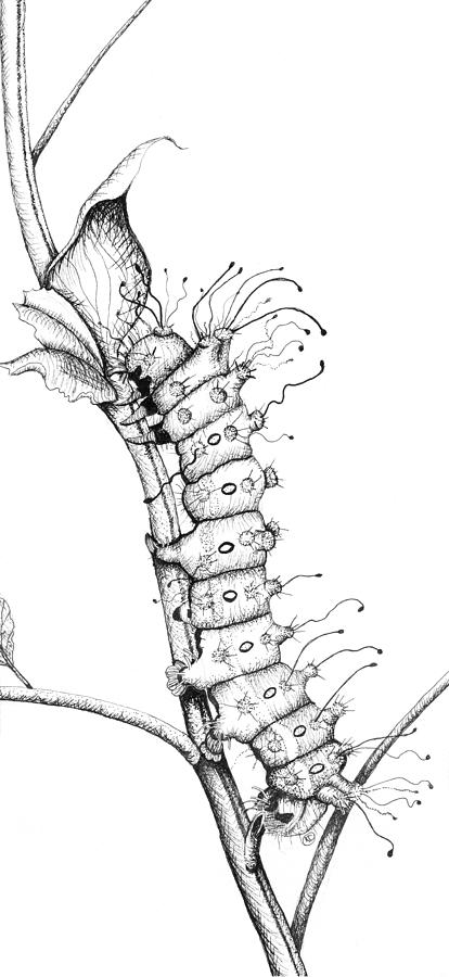 Caterpillar Sketch Images  Free Download on Freepik