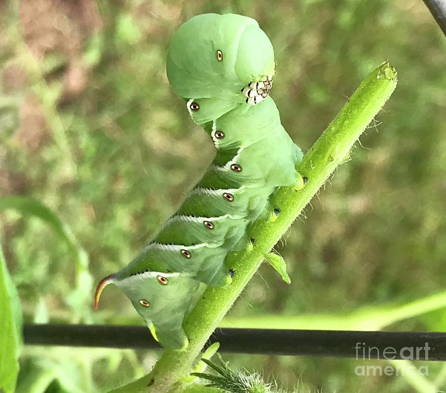 Caterpillar Photograph by Mary Kobet
