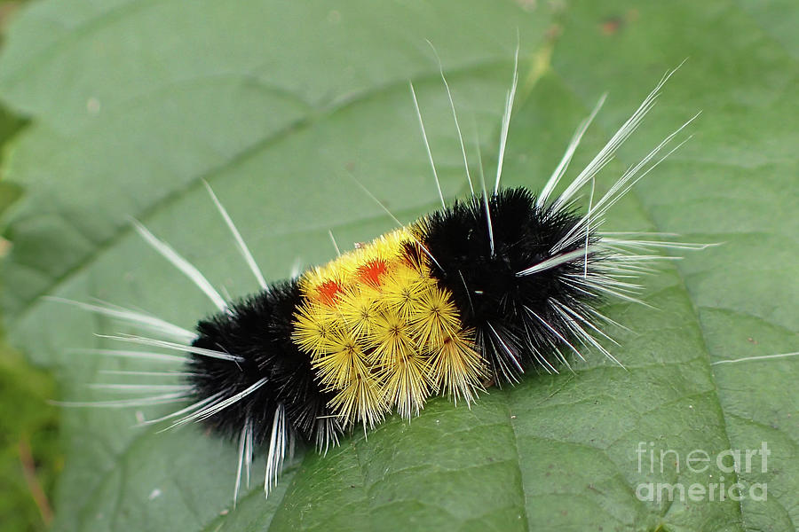 Summer Photograph - Caterpillar of the Spotted Tussock Moth Close-up by Nancy Gleason