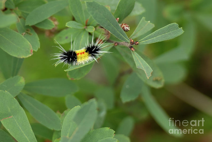 Summer Photograph - Caterpillar of the Spotted Tussock Moth by Nancy Gleason