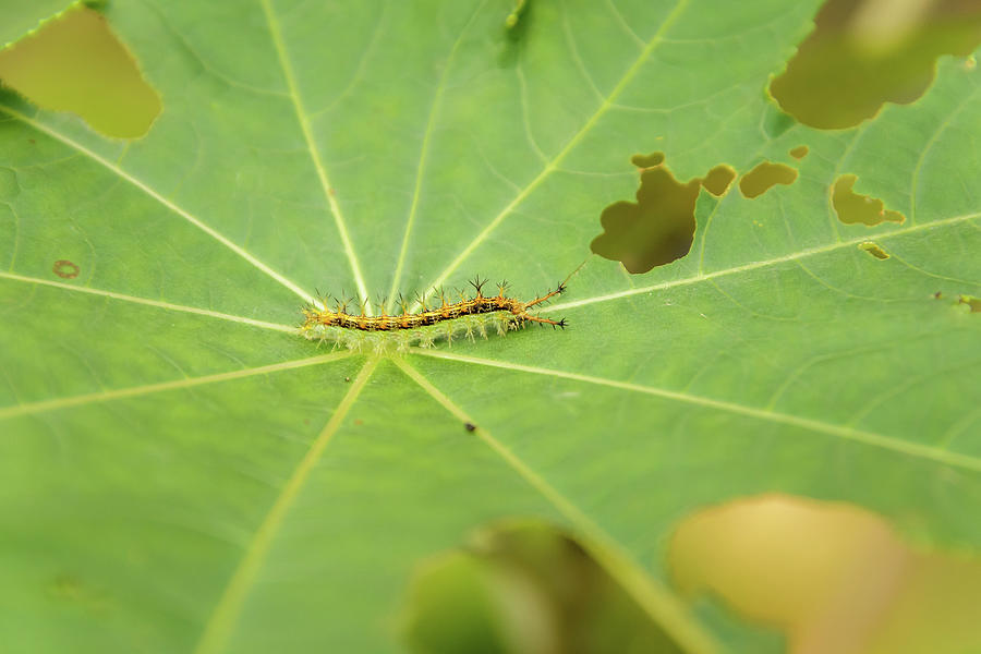 Caterpillar on a leaf Photograph by SAURAVphoto Online Store