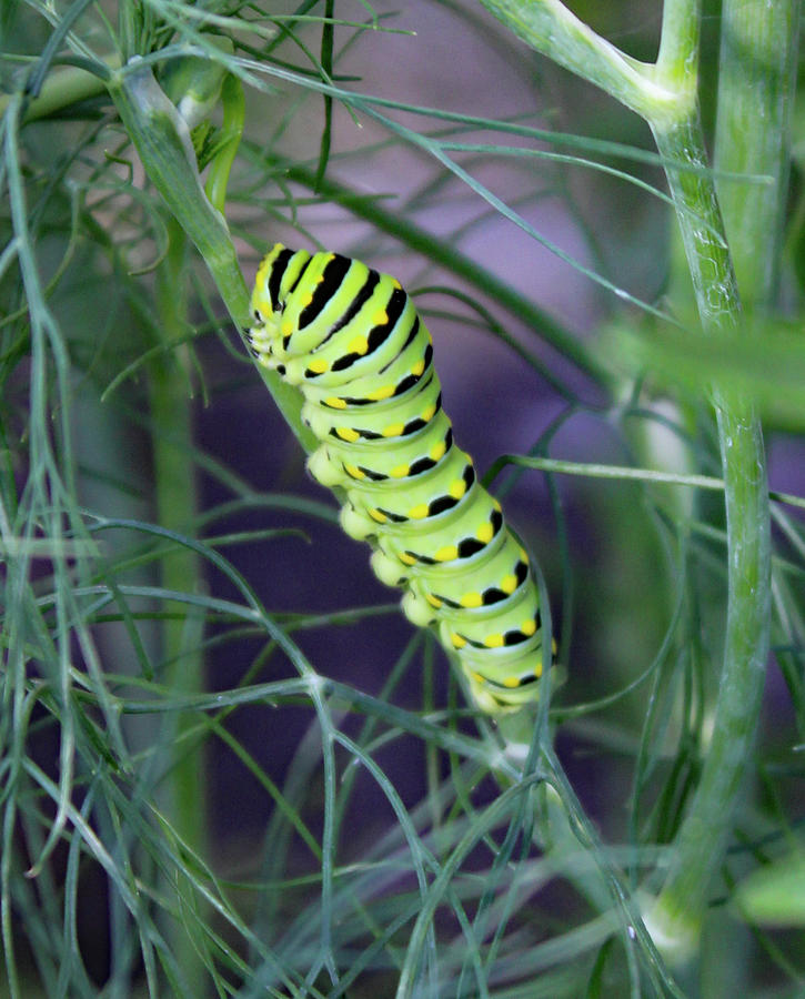 Caterpillar On Dill Photograph by Kristana Stephens | Fine Art America