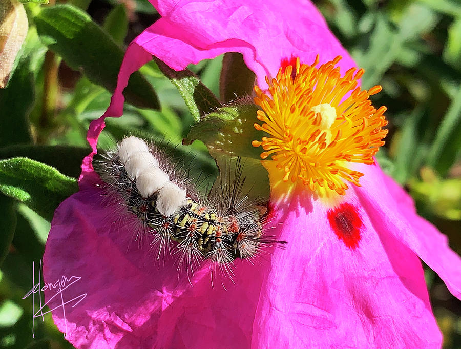 Caterpillar on Flower Photograph by DC Langer