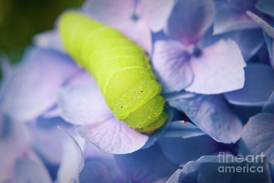 Caterpillar on Hydrangea Nature / Botanical / Floral Photograph Photograph by PIPA Fine Art - Simply Solid