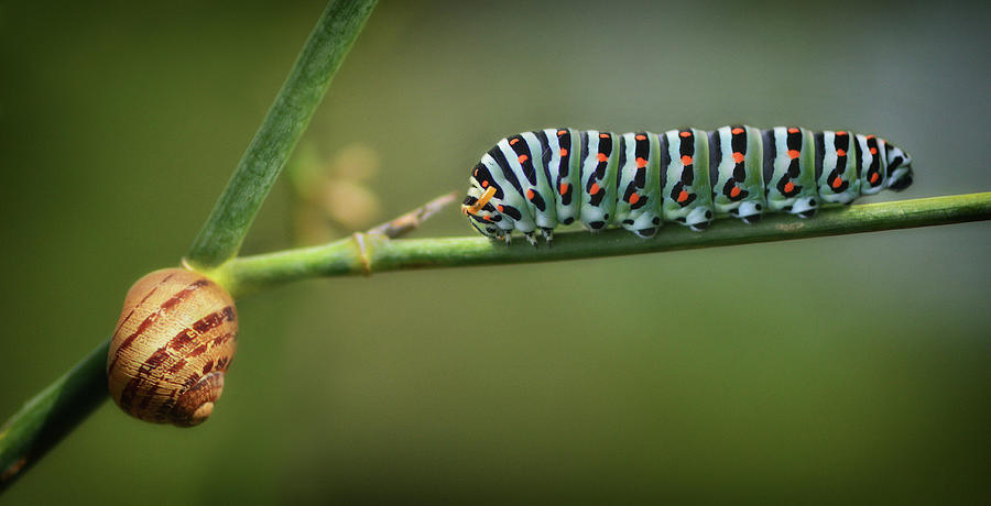 Caterpillar on plant close-up - Nature photo Photograph by Stephan Grixti