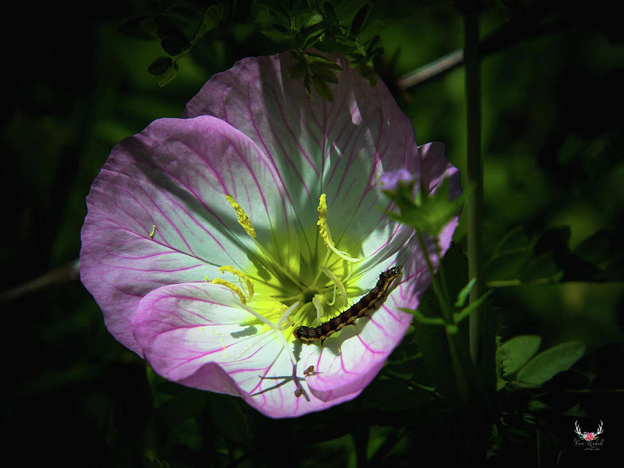 Caterpillar on Primrose Photograph by Pam Rendall