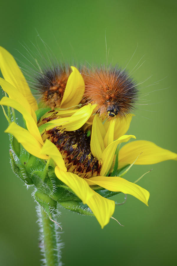 Caterpillar on Sun Flower Photograph by Mike Fusaro