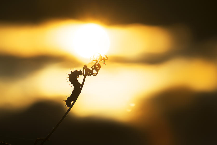 Caterpillar reaching Sunset Photograph by Alejandro Cappa