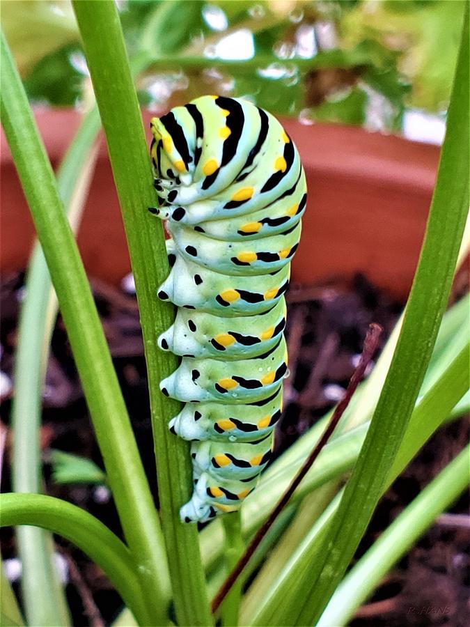 Caterpillar Photograph by Rob Hans