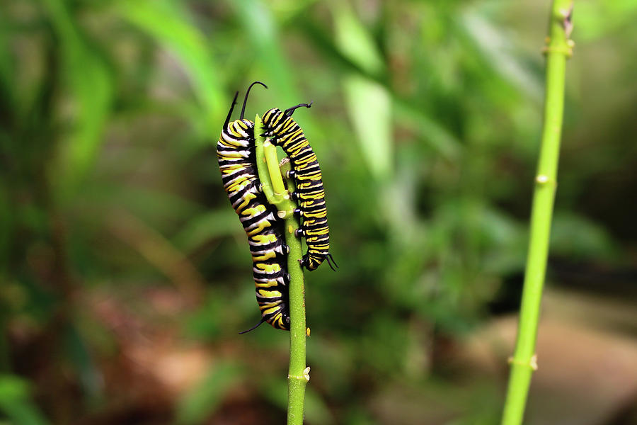 Caterpillars Photograph by Cindy Robinson