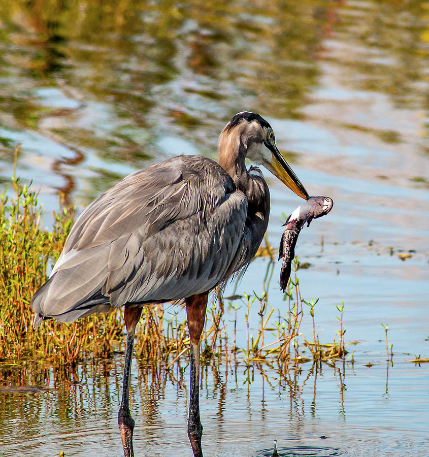 Heron Photograph - Catfish For Dinner by Norman Johnson