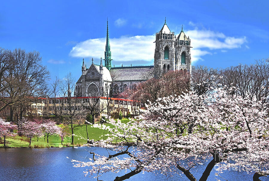 Cathedral And Cherry Blossoms Newark Nj Photograph