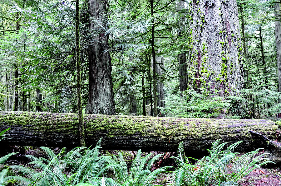 Cathedral Grove Forest Photograph by Roxy Hurtubise