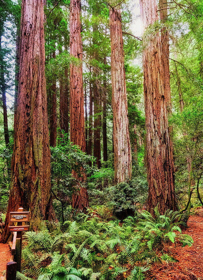 Cathedral Grove in Muir Woods Photograph by Darryl Brooks