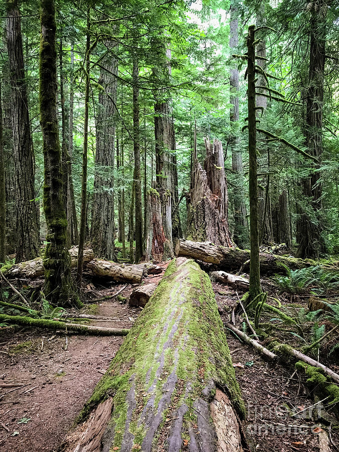 Cathedral Grove on Vancouver Island Photograph by Maria Janicki