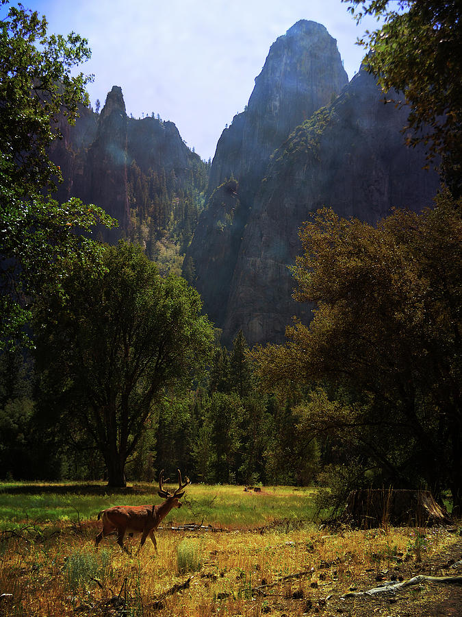 Cathedrals And Deer - Yosemite National Park Photograph