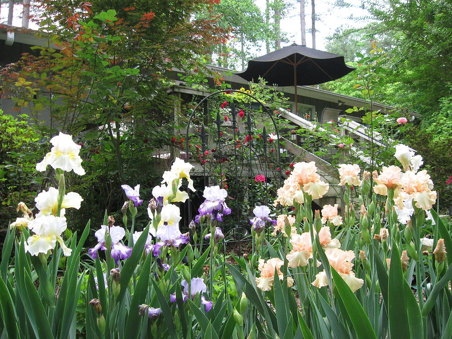 Raleigh, North Carolina Iris Garden  Photograph by Catherine Ludwig Donleycott