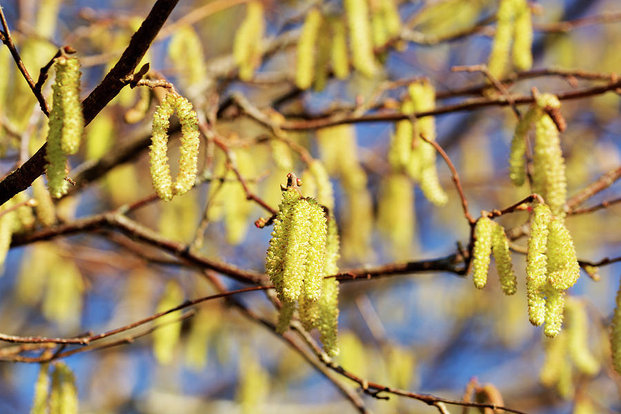 Flower Photograph - Catkins by Alternative Perspectives Flower Photograph - Catkins by Alternative Perspectives